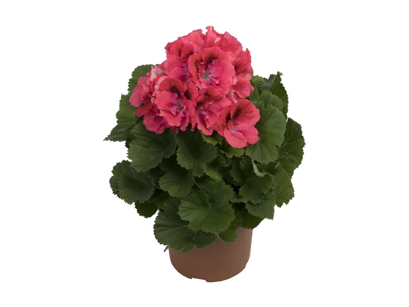 Elegance Femke — Pelargonium Grandiflorum
