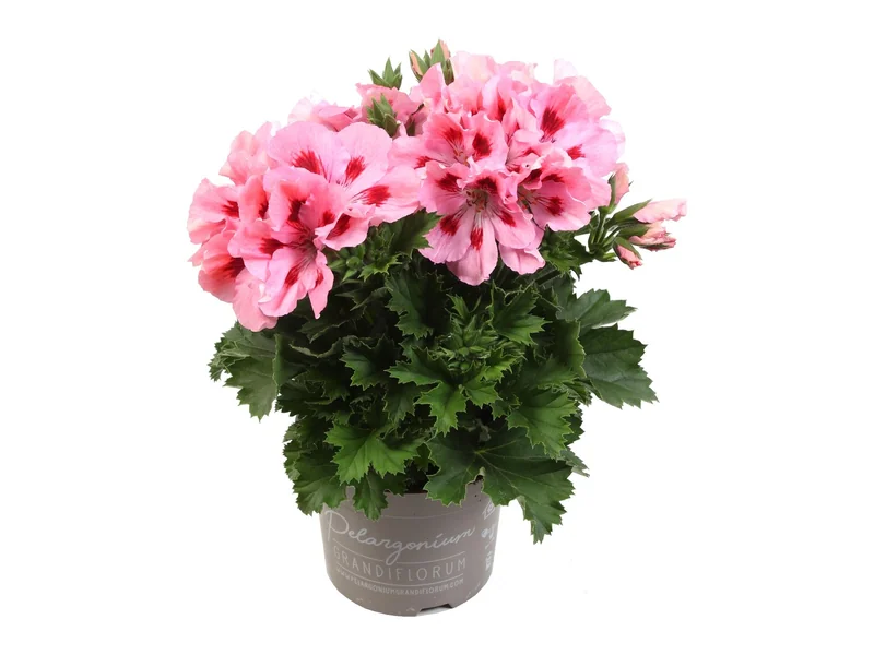 Elegance Fenna — Pelargonium Grandiflorum