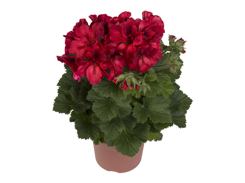 Elegance Franny — Pelargonium Grandiflorum