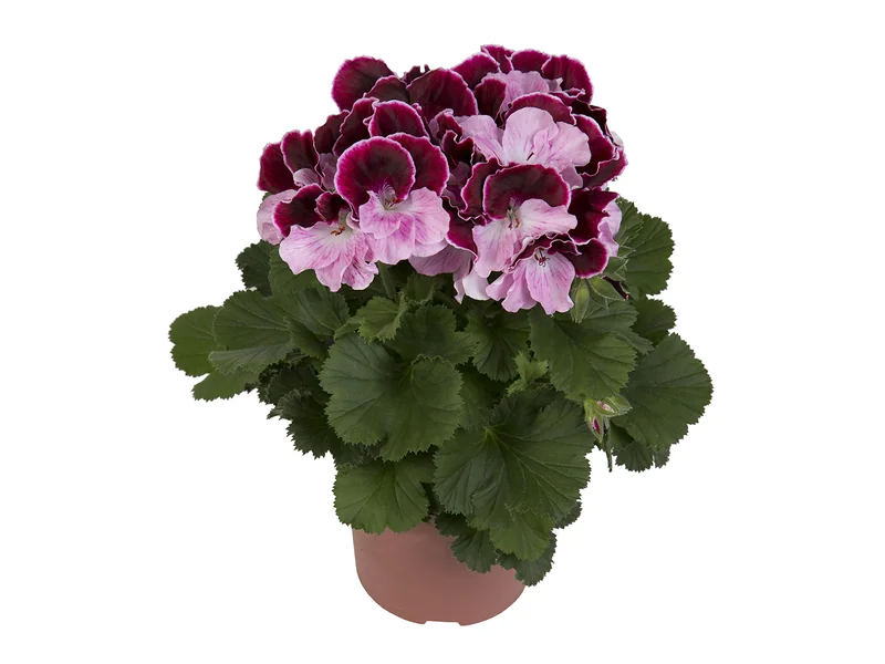 Elegance Jeanette — Pelargonium Grandiflorum