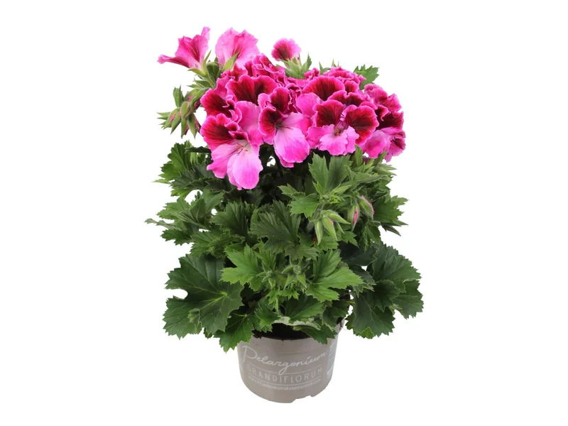 Elegance Jolenta — Pelargonium Grandiflorum