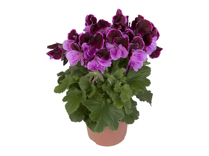 Elegance Judith — Pelargonium Grandiflorum