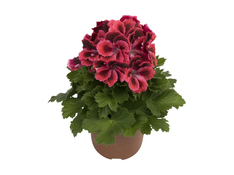 Elegance Kate — Pelargonium Grandiflorum