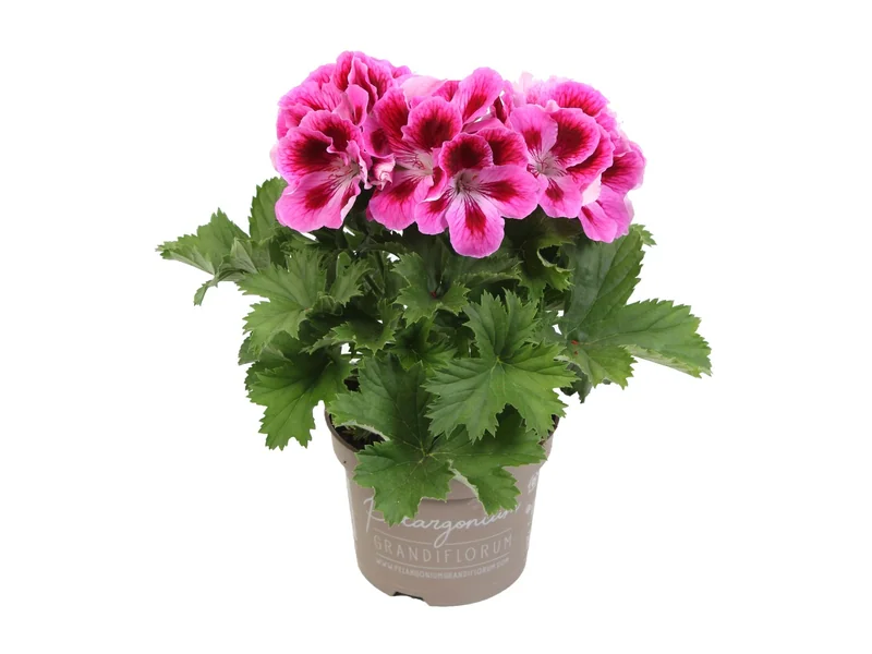 Elegance Loes — Pelargonium Grandiflorum
