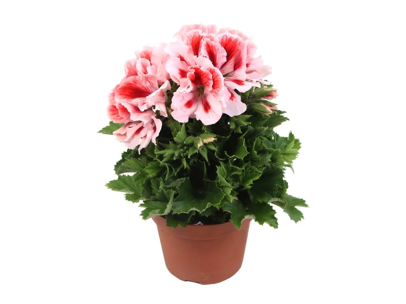 Elegance Mona — Pelargonium Grandiflorum
