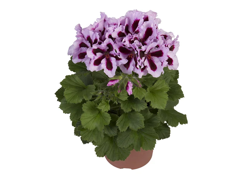 Elegance Patricia — Pelargonium Grandiflorum