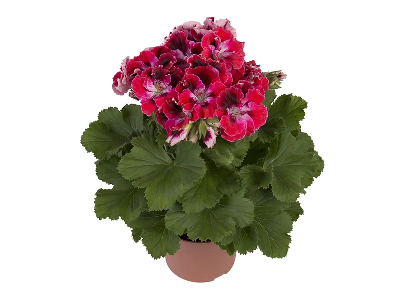 Elegance Red Velvet — Pelargonium Grandiflorum