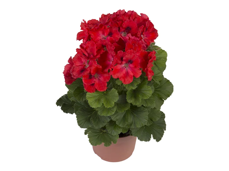 Elegance Rosanna — Pelargonium Grandiflorum