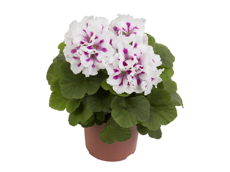 Elegance Royalty White — Pelargonium Grandiflorum