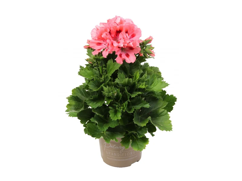 Elegance Shannen — Pelargonium Grandiflorum