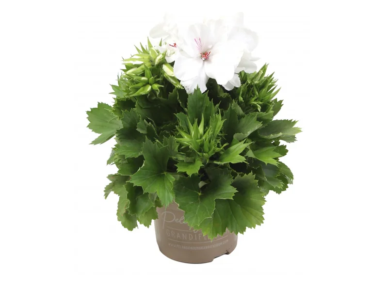 Elegance Snow — Pelargonium Grandiflorum