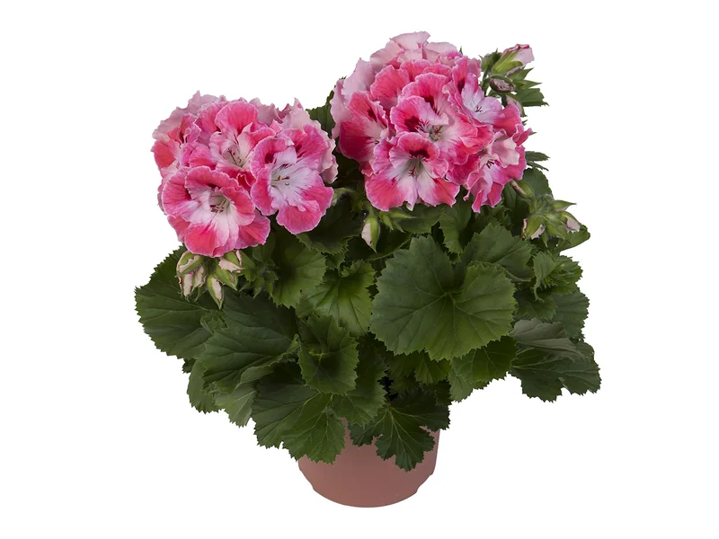 Elegance Sunrise — Pelargonium Grandiflorum
