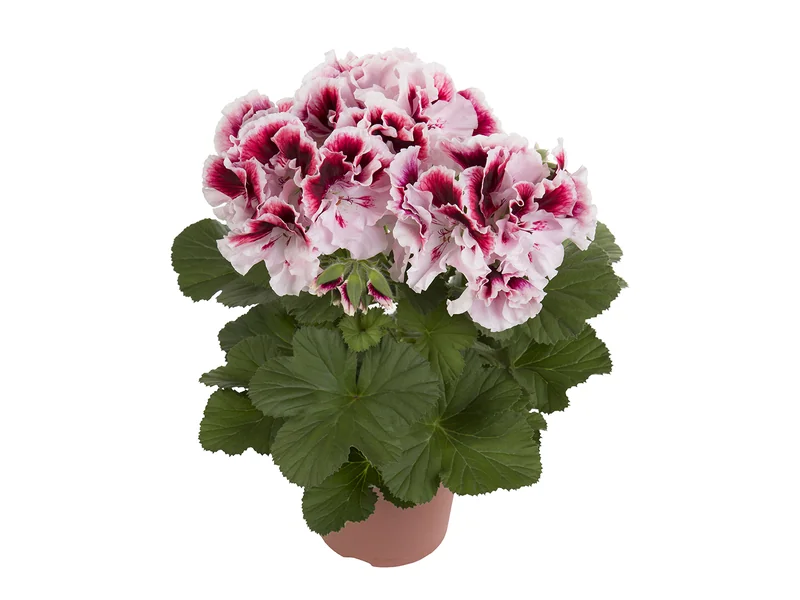 Elegance Tony — Pelargonium Grandiflorum