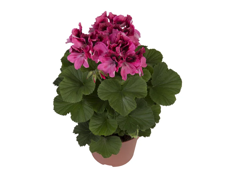 Regalia Pink — Pelargonium Grandiflorum
