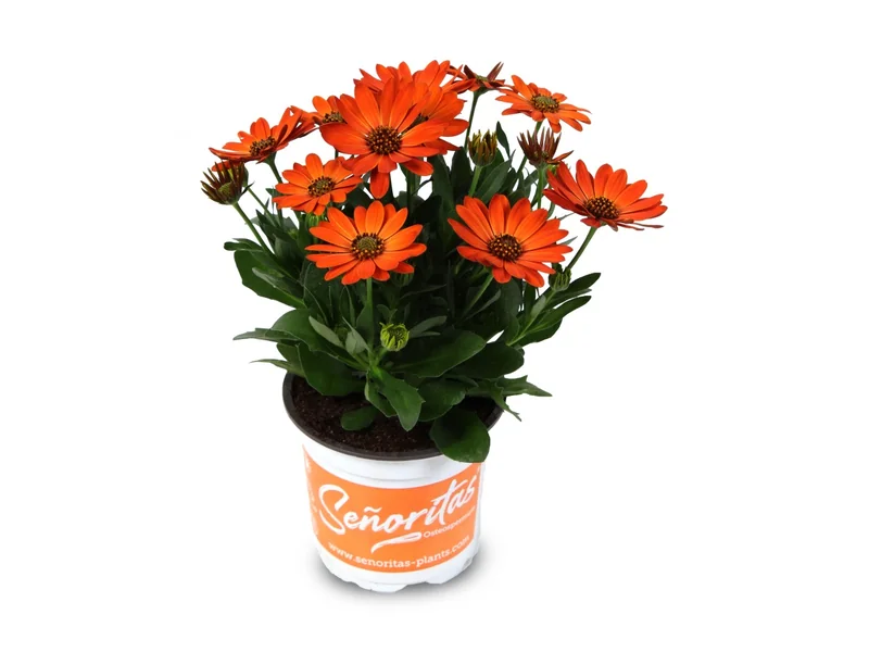 Señorita Alexia — Señoritas® Osteospermum