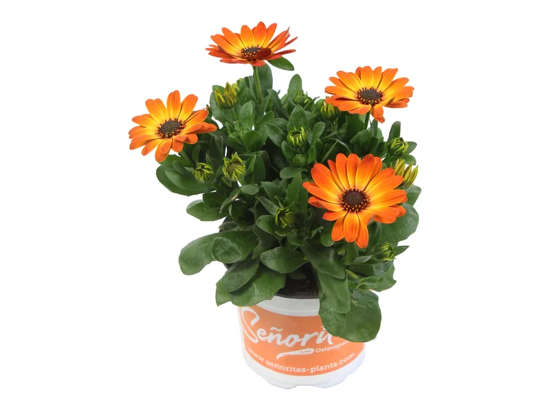 Señorita Amalia — Señoritas® Osteospermum