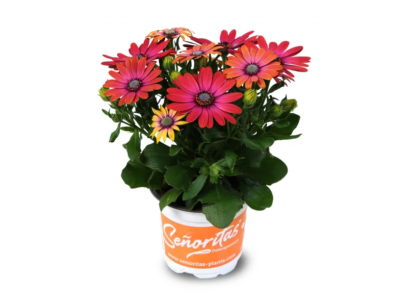 Señorita Andreea — Señoritas® Osteospermum