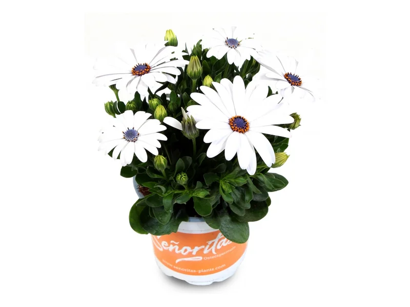 Señorita Blanca — Señoritas® Osteospermum