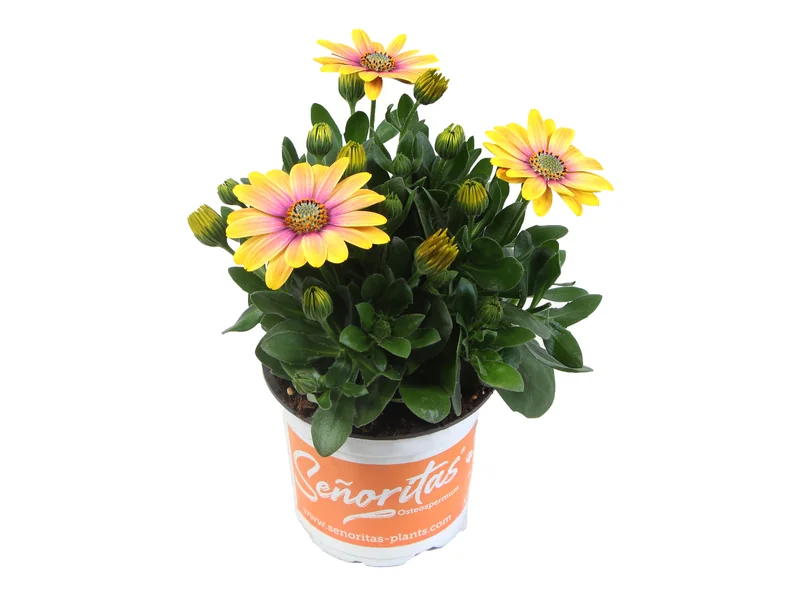 Señorita Bonita — Señoritas® Osteospermum