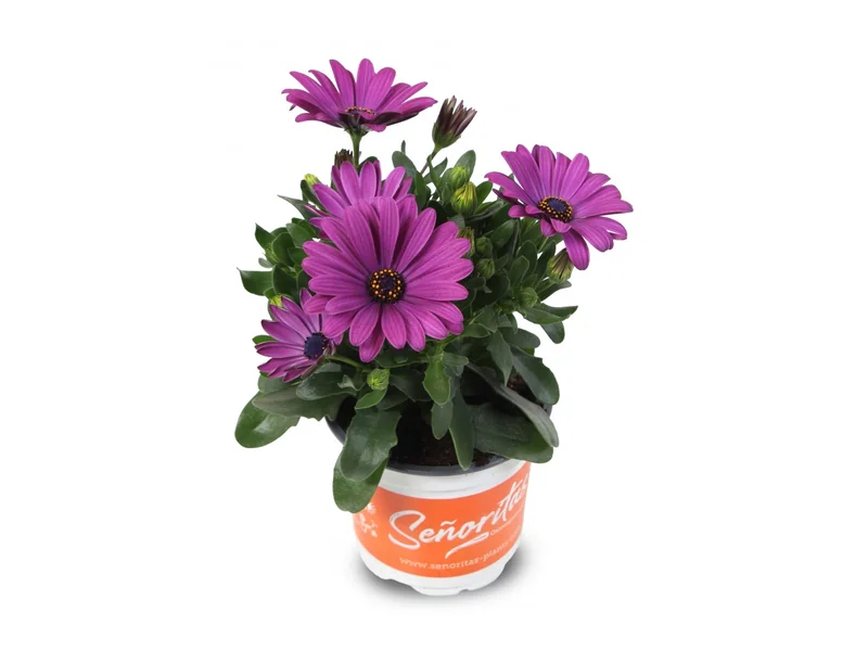 Señorita Carla — Señoritas® Osteospermum