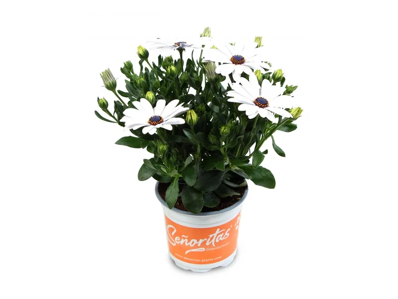 Señorita Christina — Señoritas® Osteospermum
