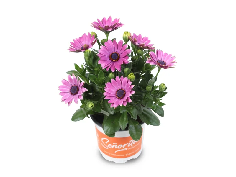 Señorita Davina — Señoritas® Osteospermum