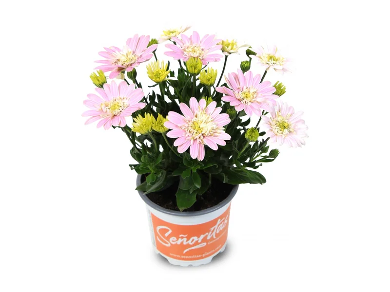 Señorita Double Lovely Pink — Señoritas® Osteospermum