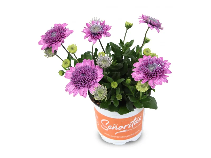 Señorita Double Pink — Señoritas® Osteospermum