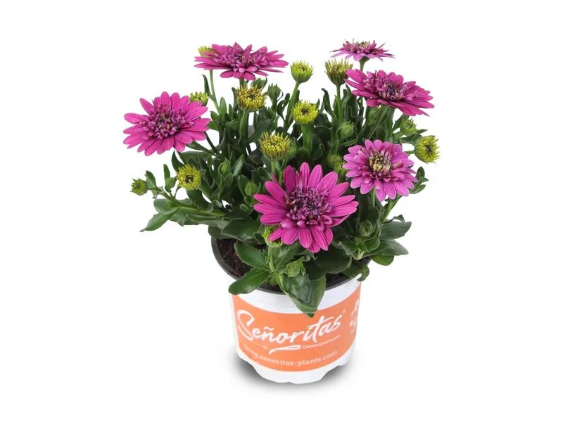 Señorita Double Violet — Señoritas® Osteospermum