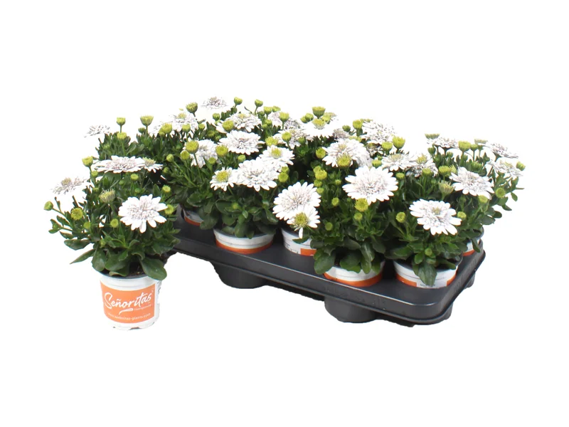 Señorita Double White — Señoritas® Osteospermum