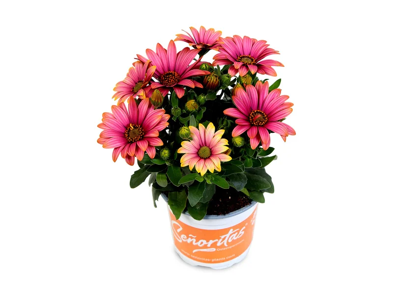 Señorita Havilah — Señoritas® Osteospermum