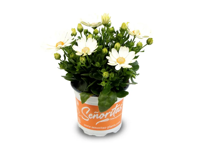 Señorita Isabella — Señoritas® Osteospermum