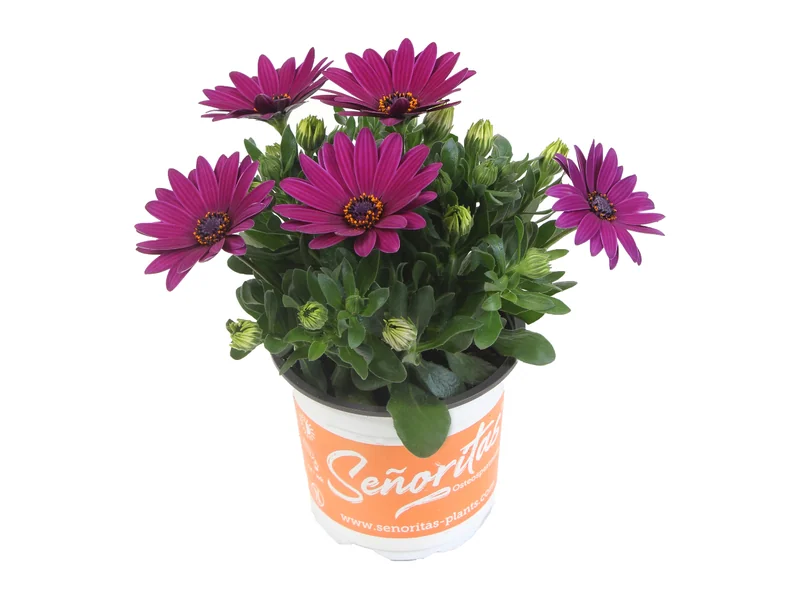 Señorita Jutta — Señoritas® Osteospermum