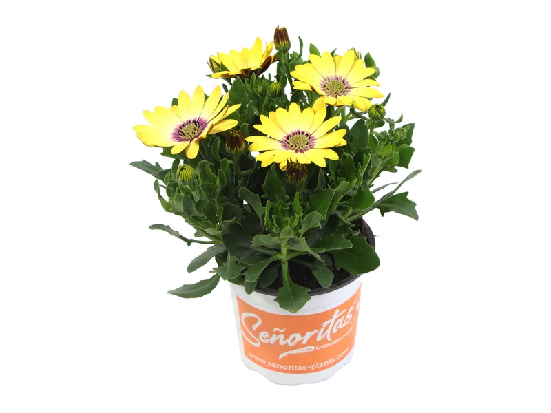 Señorita Kiki — Señoritas® Osteospermum