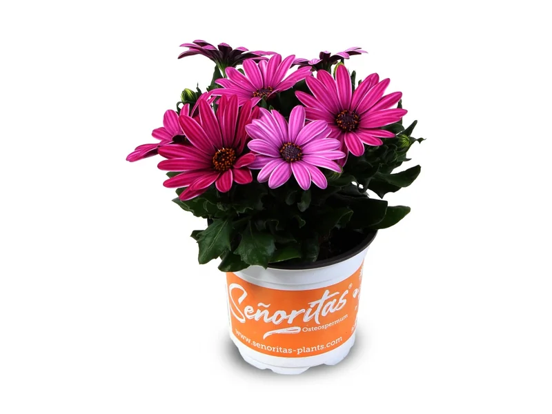 Señorita Lia — Señoritas® Osteospermum