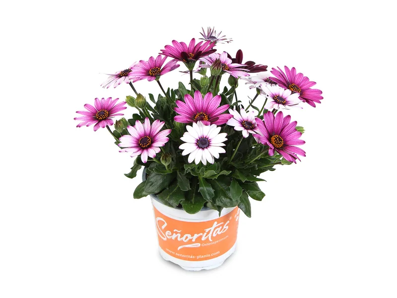 Señorita Linda — Señoritas® Osteospermum