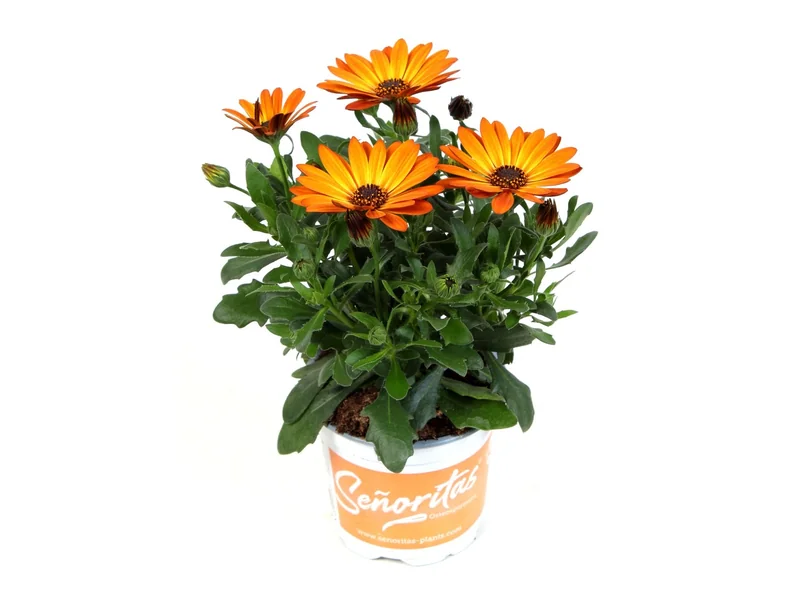 Señorita Lucia — Señoritas® Osteospermum