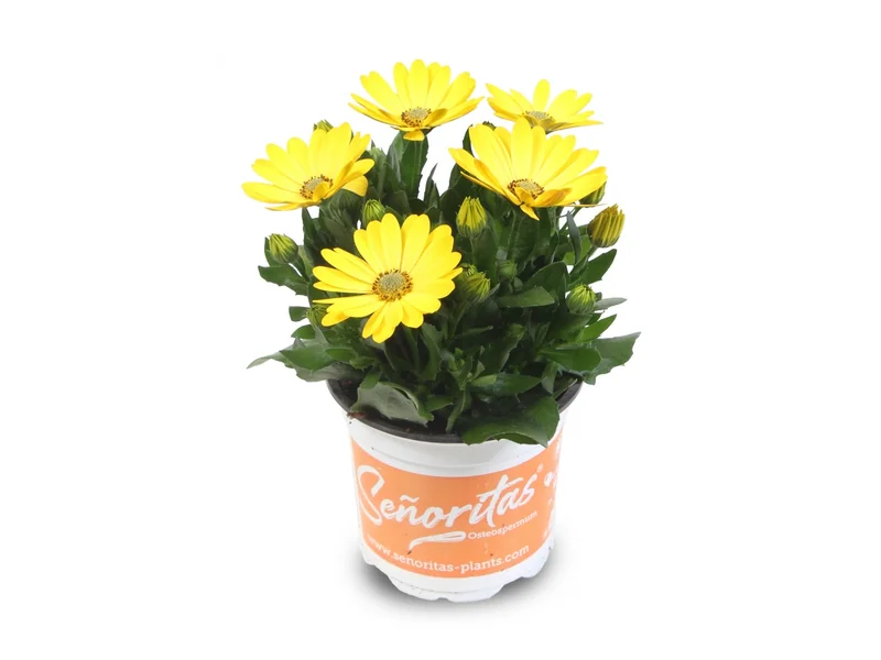 Señorita Marie — Señoritas® Osteospermum