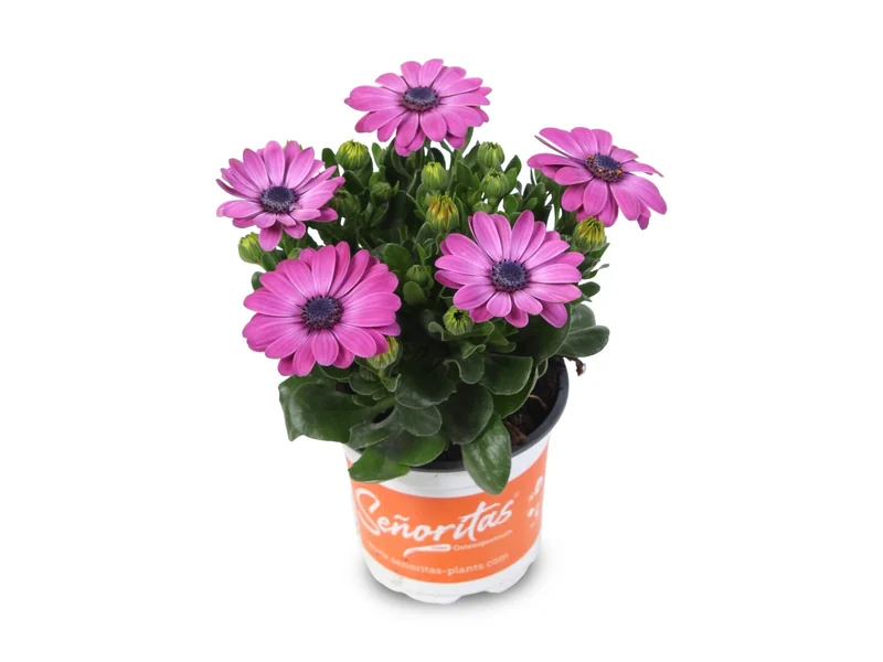 Señorita Mila — Señoritas® Osteospermum