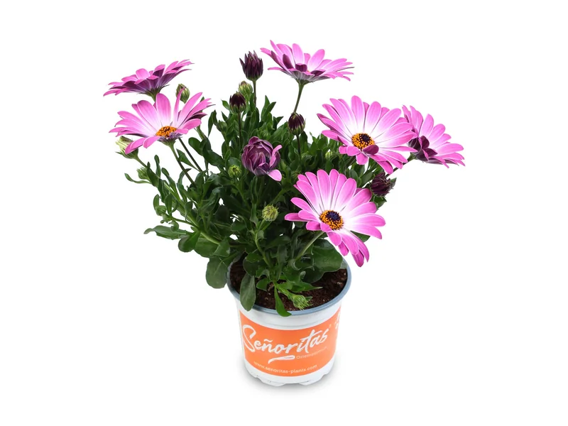 Señorita Monica — Señoritas® Osteospermum