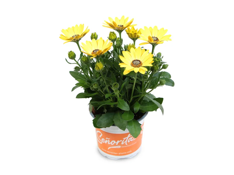 Señorita Nina — Señoritas® Osteospermum