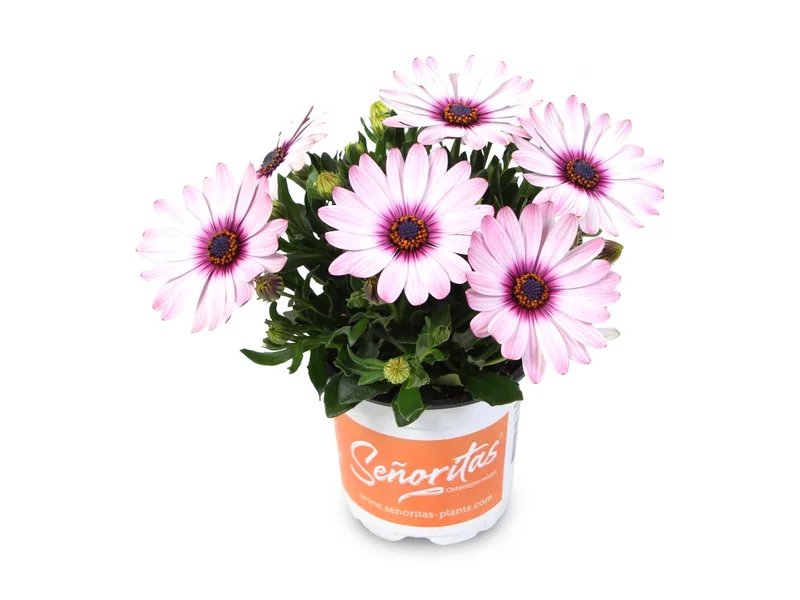 Señorita Quinty — Señoritas® Osteospermum