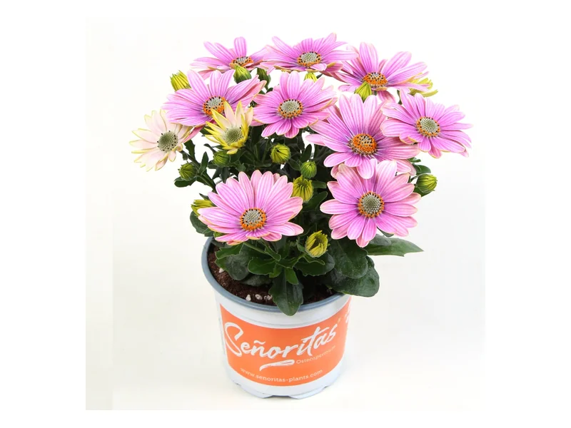 Señorita Rosita — Señoritas® Osteospermum