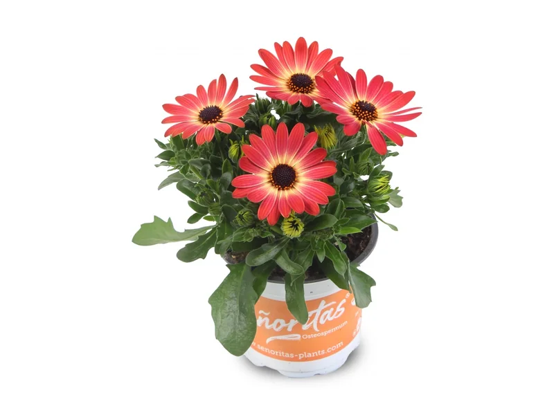 Señorita Sevilla — Señoritas® Osteospermum