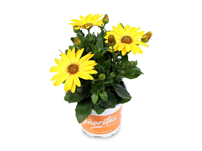 Señorita Solana — Señoritas® Osteospermum