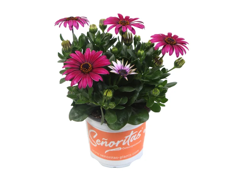 Señorita Tanja — Señoritas® Osteospermum
