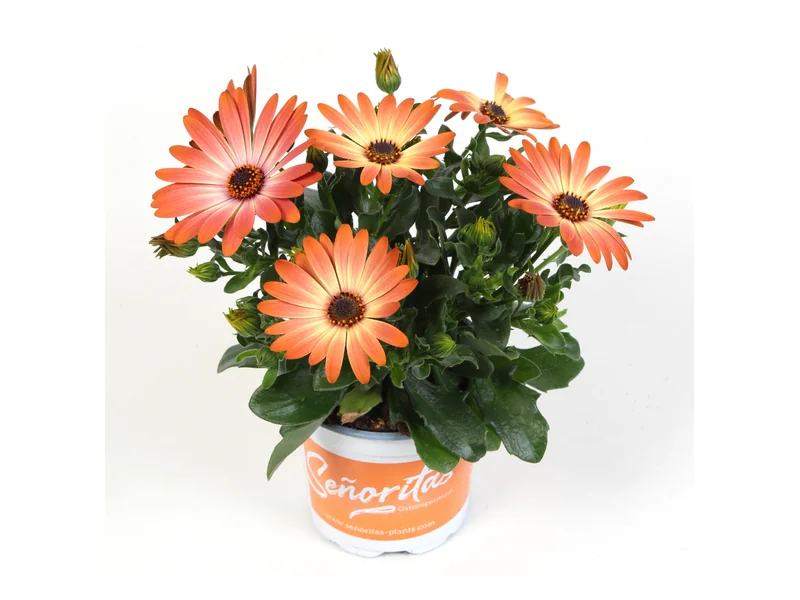 Señorita Valencia — Señoritas® Osteospermum