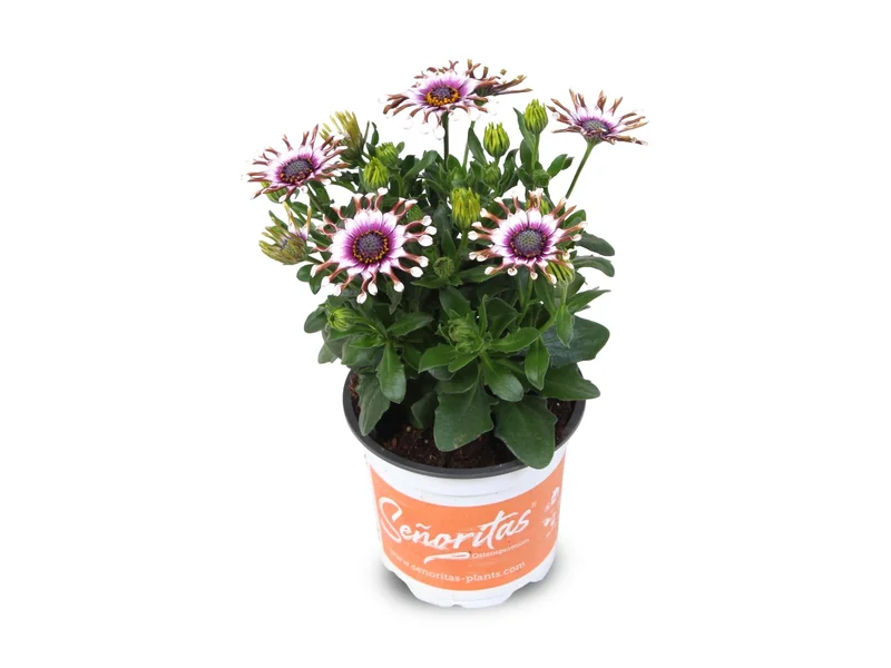Señorita White Spoon — Señoritas® Osteospermum