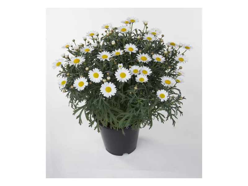 Huisink — Simba® Argyranthemum