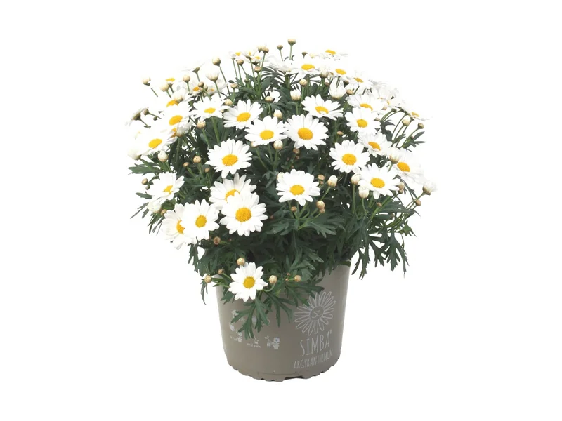 Simba Bright White — Simba® Argyranthemum